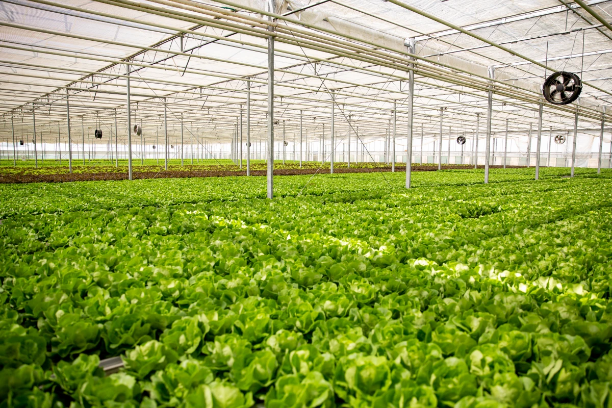 Révolution verte : Comment séduire les investisseurs dans la tech écologique